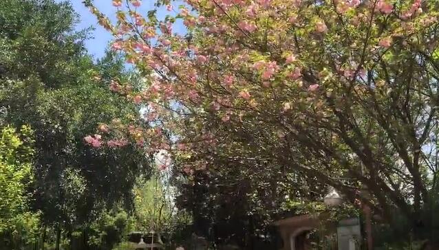 春色滿園-溫馨鷺湖宮